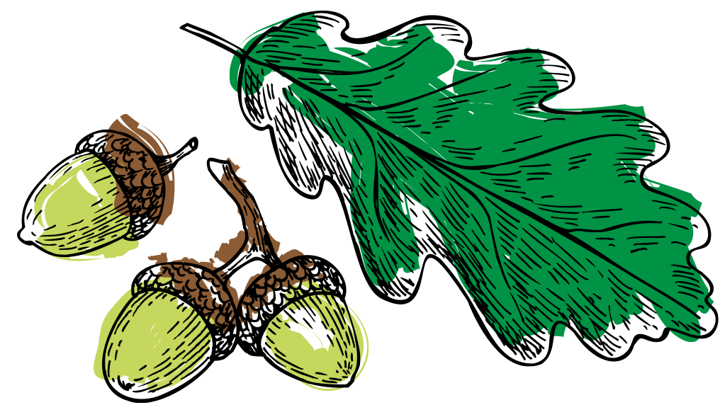 Oak-leaf-and-acron